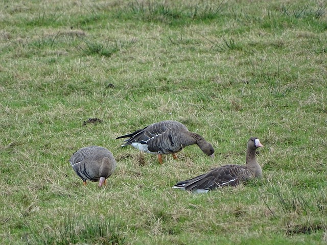 将是中国队 将是中国队