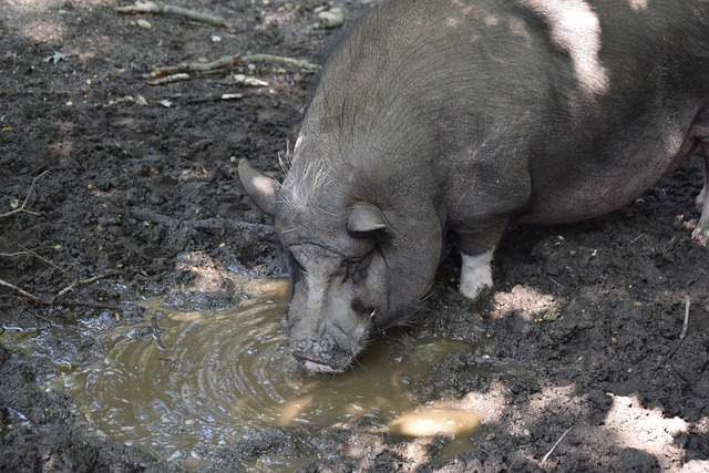 一对夫妇通 一对夫妇通